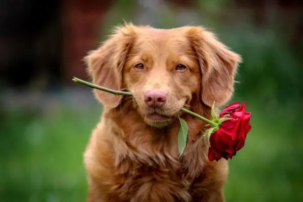 elbhunde dresden blog kommunikation hunde rose