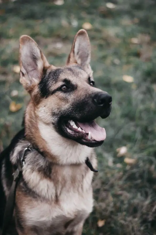 elbhunde dresden blog kommunikation hunde schaeferhund