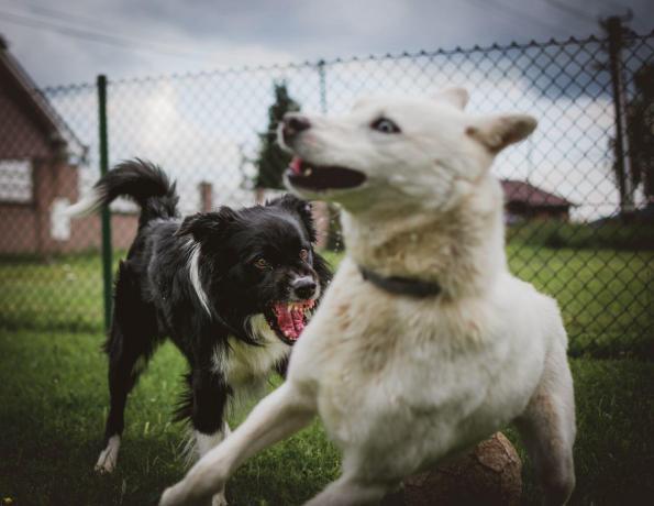 Elbhunde Blog Kommunikation zwei Hunde