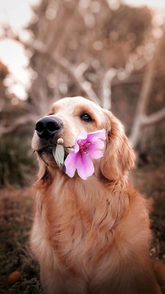Elbhunde Hundeblog richtiger Trainer Hund Blume