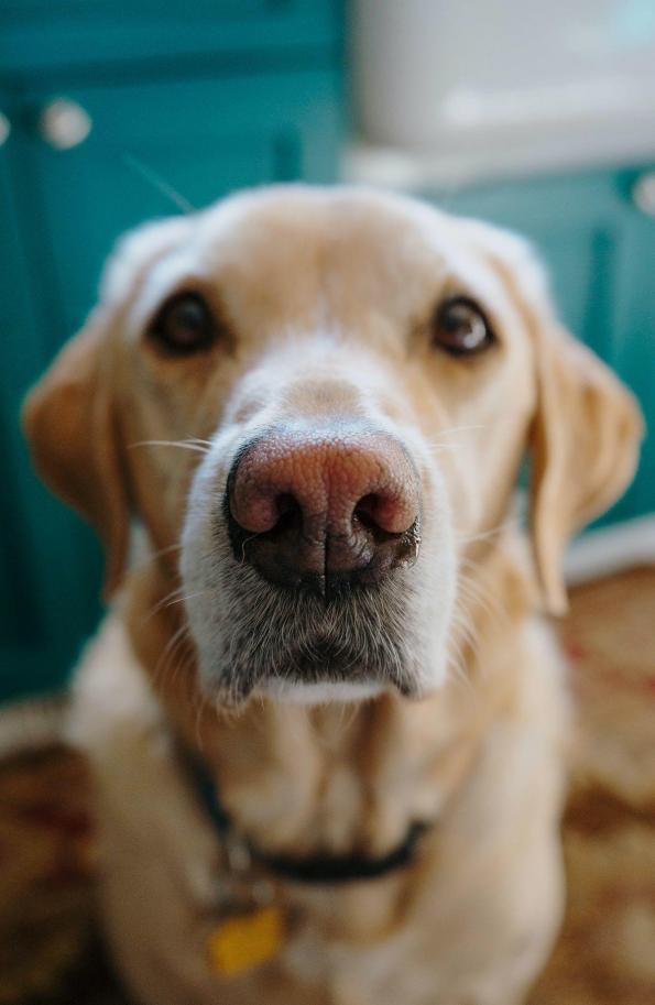 Elbhunde Blog Hundebeschäftigung für Zuhause Golden Retriever
