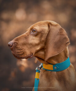 elbhunde dresden biothane startseite