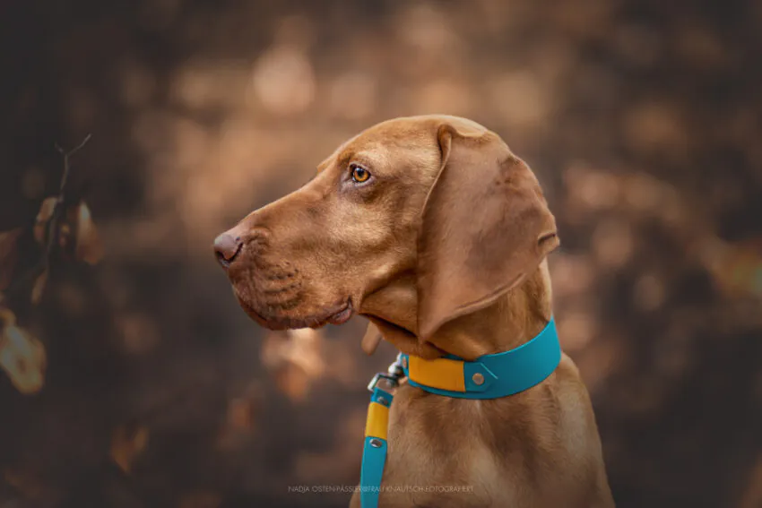 elbhunde dresden biothane startseite