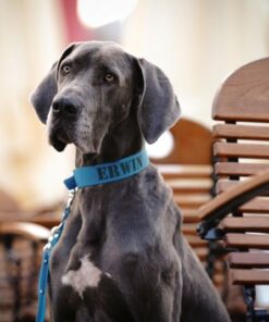 elbhunde biothane classic halsband lagune model