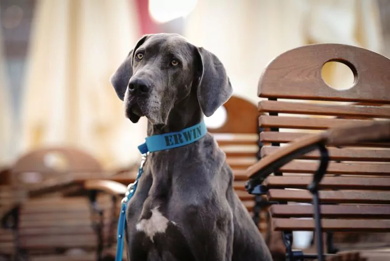 elbhunde biothane classic halsband lagune model