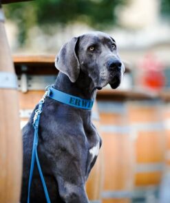 elbhunde biothane classic halsband leine lagune model