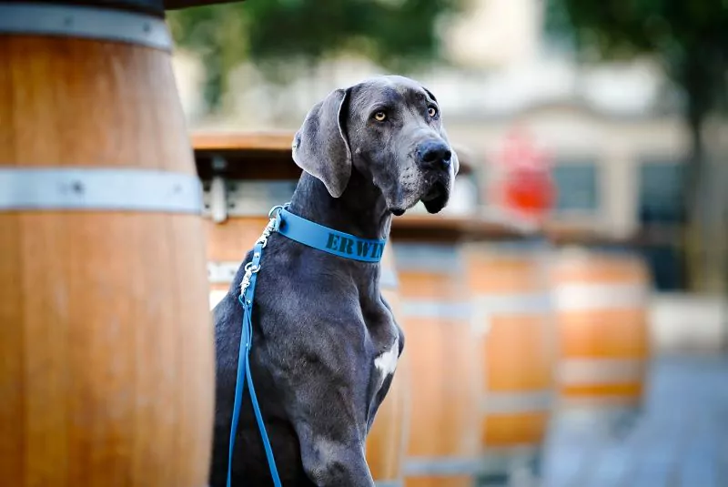 elbhunde biothane classic halsband leine lagune model