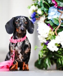 elbhunde biothane classic halsband magenta leine model