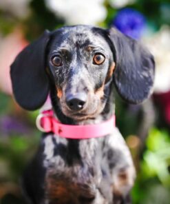 elbhunde biothane classic halsband magenta model