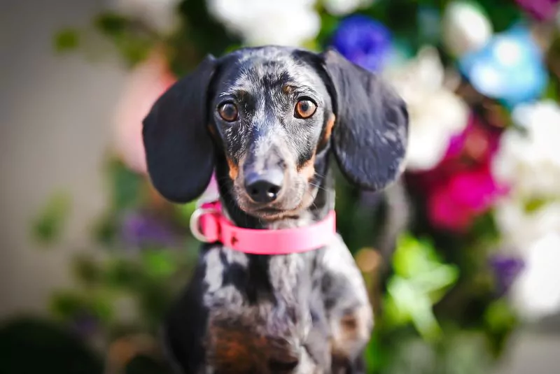 elbhunde biothane classic halsband magenta model