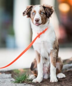 elbhunde biothane retrieverleine in wunschfarbe model