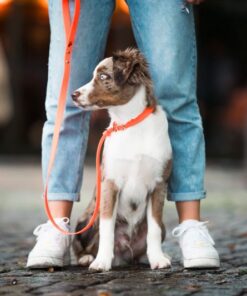 elbhunde biothane retrieverleine in wunschfarbe model mensch