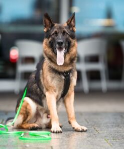 elbhunde biothane schleppleine in wunschfarbe geschirr model