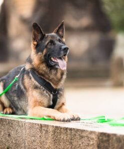 elbhunde biothane schleppleine in wunschfarbe model