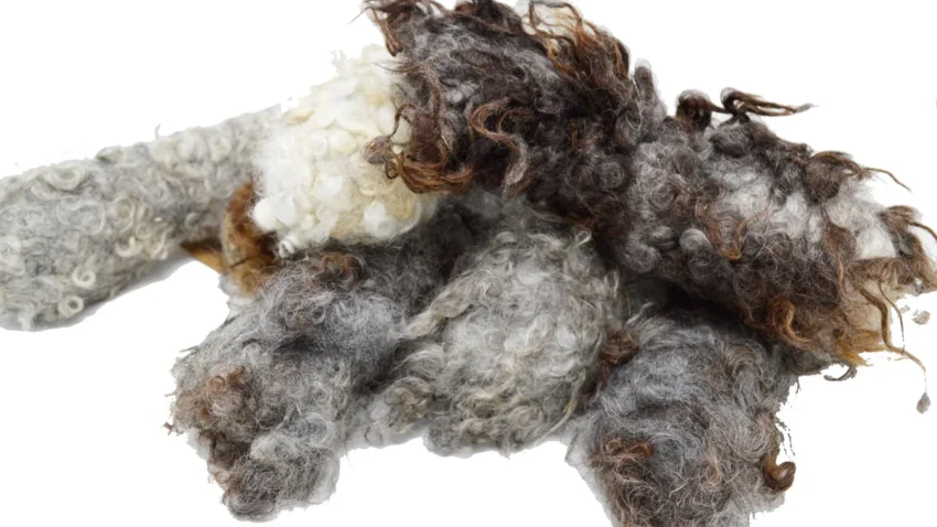 elbhunde dresden herz und hund hundespielzeug schafwolle wuschel