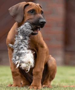 elbhunde dresden herz und hund hundespielzeug schafwolle wuschel hund