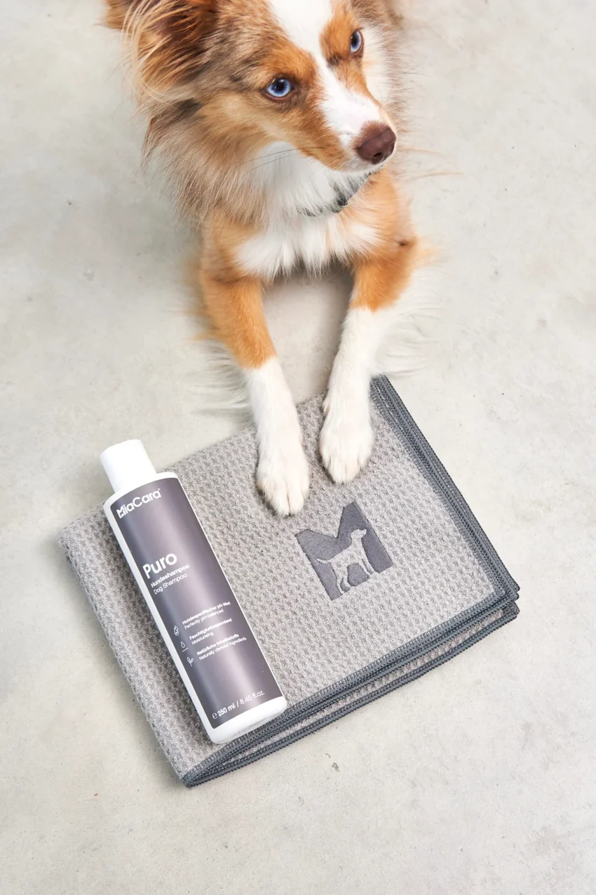 elbhunde dresden miacara hundehandtuch panno beton hund