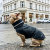 Elbhunde Cloud7 Hunderegenmantel Dublin Slate Bulldogge Hund