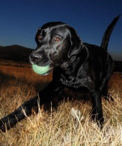 elbhunde dresden chuckit hundespielzeug max glow ball leuchtball hund