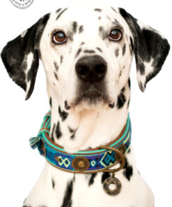elbhunde dresden dwam leder halsband boho juan dalmatiner