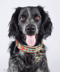 elbhunde dresden dwam leder halsband paddy lee hund