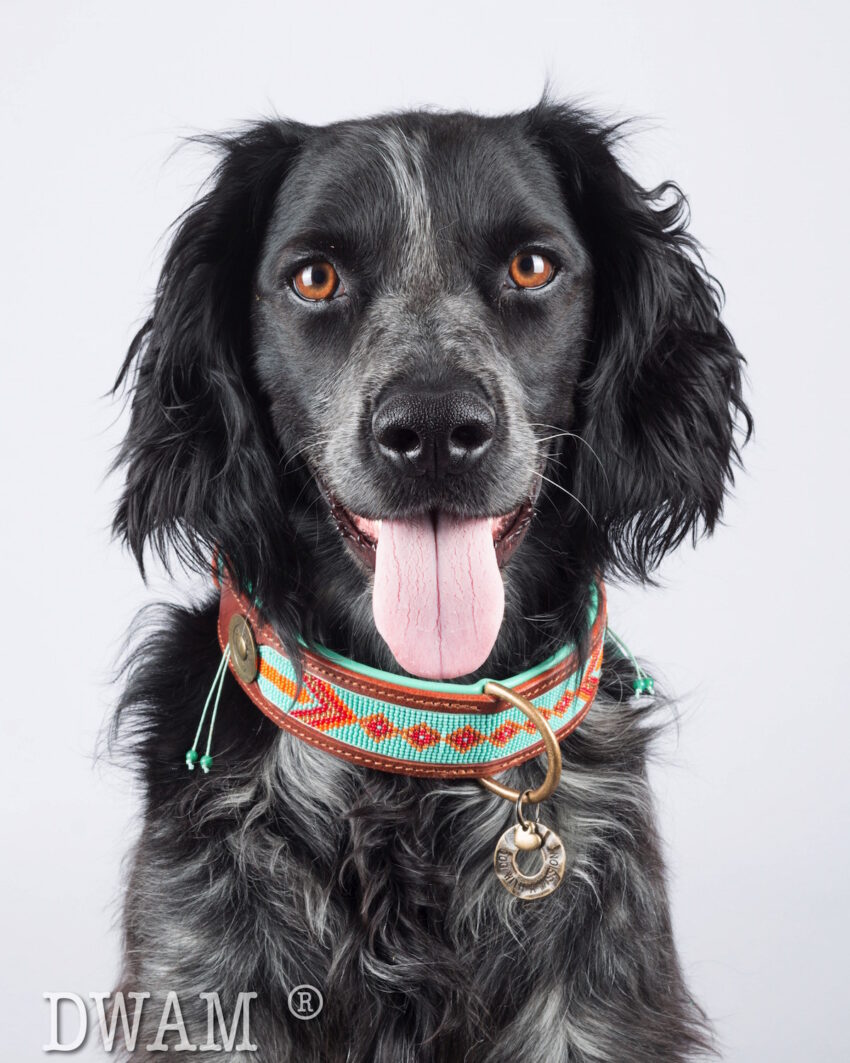 elbhunde dresden dwam leder halsband paddy lee hund