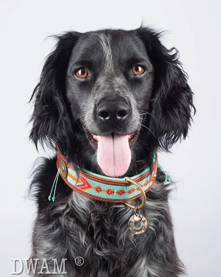 elbhunde dresden dwam leder halsband paddy lee hund