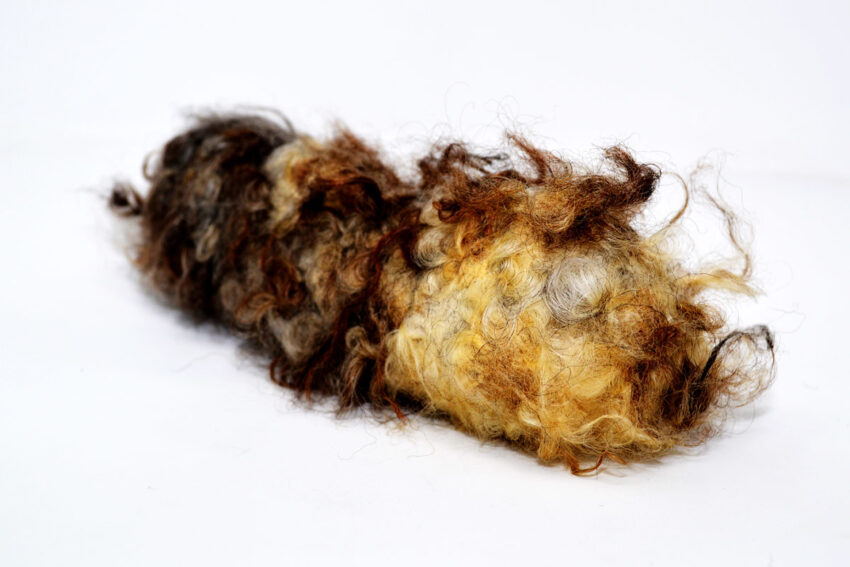 elbhunde dresden herz und hund hundespielzeug schafwolle wuschel s