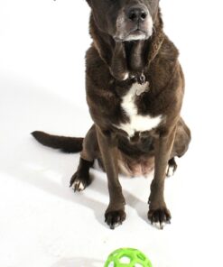 elbhunde dresden hundespielzeug ball jw hol ee roller hund gruen