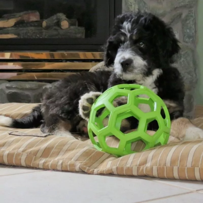 elbhunde dresden hundespielzeug ball jw hol ee roller welpe gruen