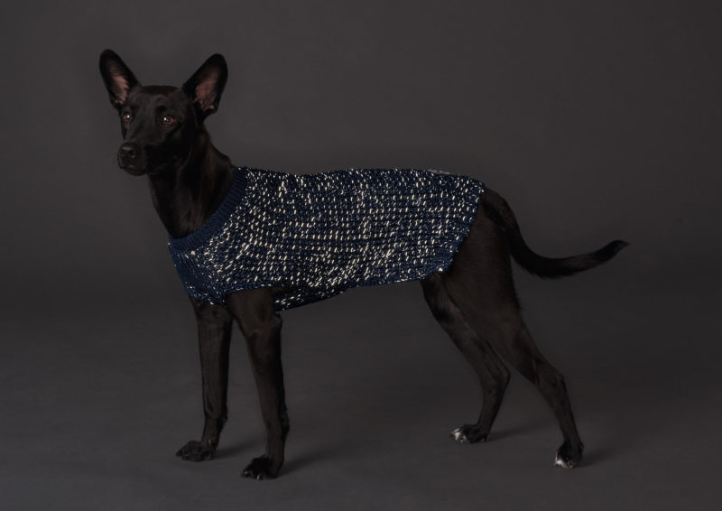 Elbhunde Dresden Hunter Hundepullover Finja Blau Hund stehend leuchtend