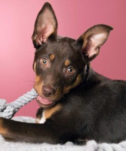 elbhunde dresden laboni hundespielzeug elton elefant hund