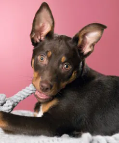 elbhunde dresden laboni hundespielzeug elton elefant hund