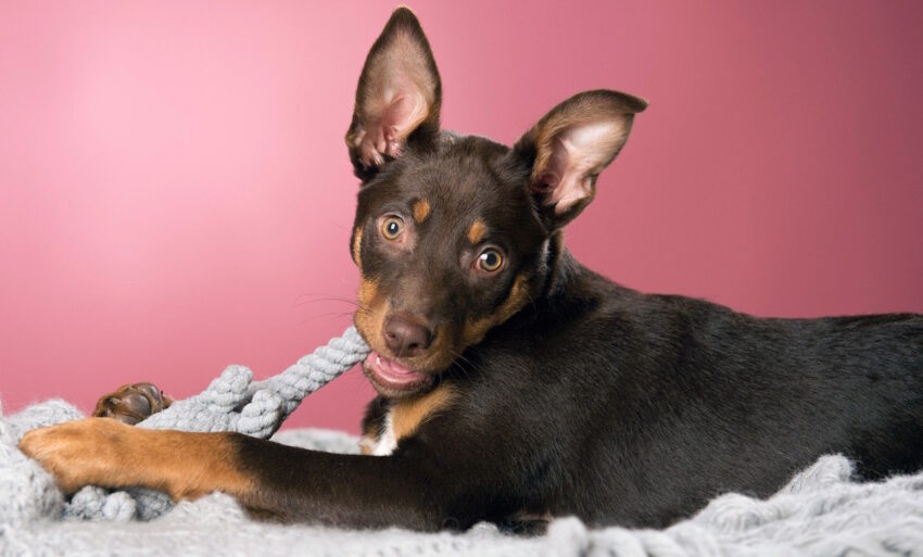 elbhunde dresden laboni hundespielzeug elton elefant hund
