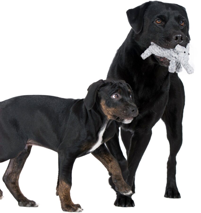 elbhunde dresden laboni hundespielzeug elton elefant hunde