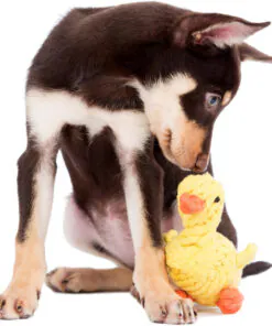 elbhunde dresden laboni hundespielzeug emma ente hund