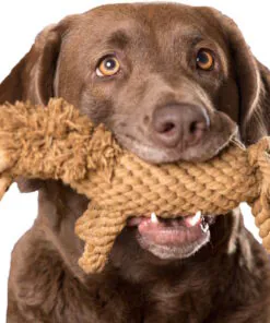 elbhunde dresden laboni hundespielzeug franz pferdinand hund