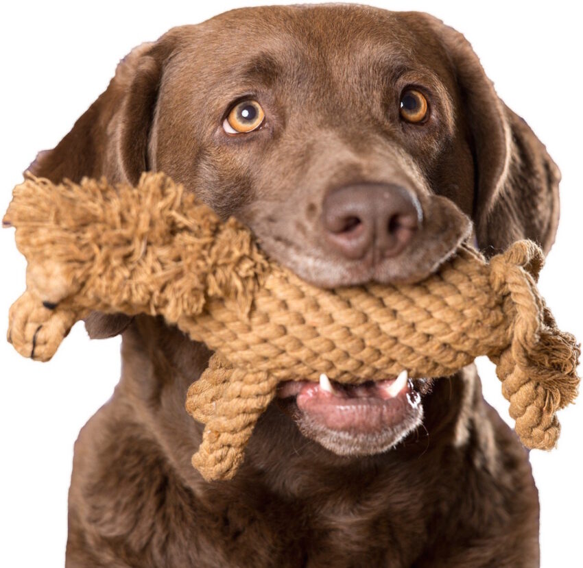 elbhunde dresden laboni hundespielzeug franz pferdinand hund