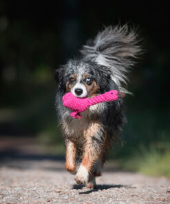 elbhunde dresden laboni hundespielzeug franzi flamingo hund
