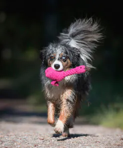 elbhunde dresden laboni hundespielzeug franzi flamingo hund