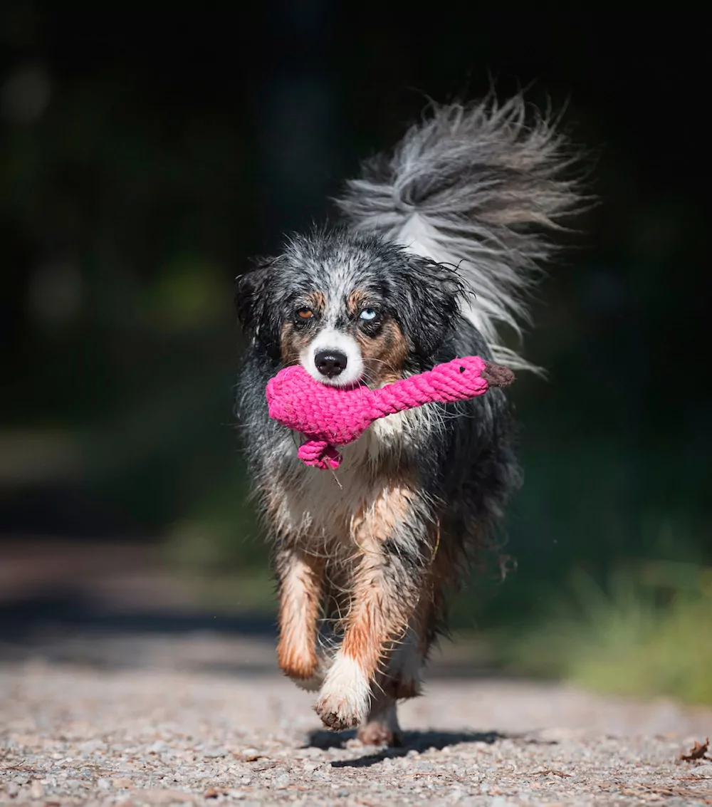 elbhunde dresden laboni hundespielzeug franzi flamingo hund