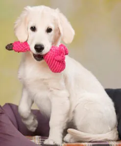 elbhunde dresden laboni hundespielzeug franzi flamingo welpe