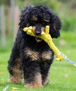 elbhunde dresden laboni hundespielzeug greta giraffe pudel