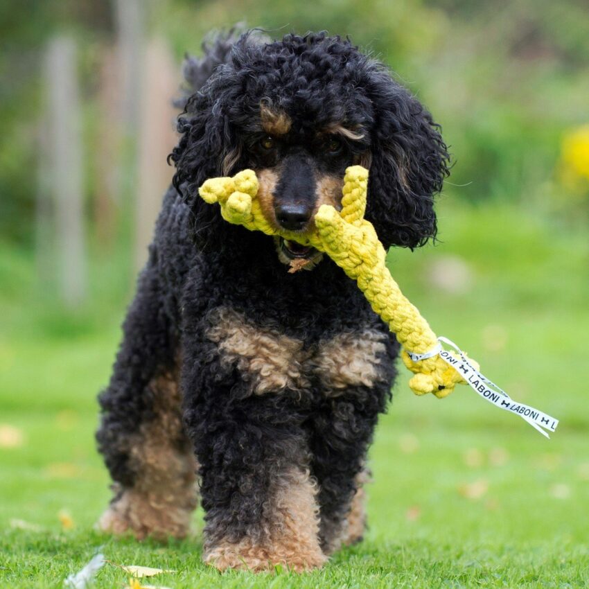 elbhunde dresden laboni hundespielzeug greta giraffe pudel