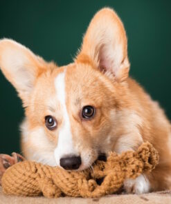 elbhunde dresden laboni hundespielzeug heinrich hase hund