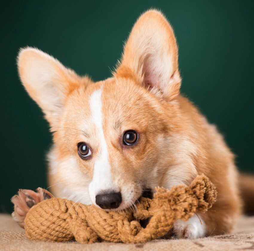 elbhunde dresden laboni hundespielzeug heinrich hase hund
