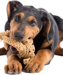 elbhunde dresden laboni hundespielzeug heinrich hase welpe