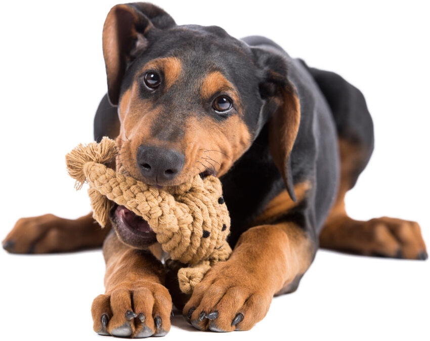 elbhunde dresden laboni hundespielzeug heinrich hase welpe