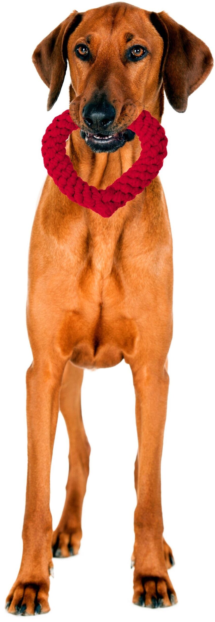 elbhunde dresden laboni hundespielzeug hertha heart hund scaled 1