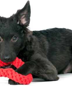 elbhunde dresden laboni hundespielzeug hertha heart welpe